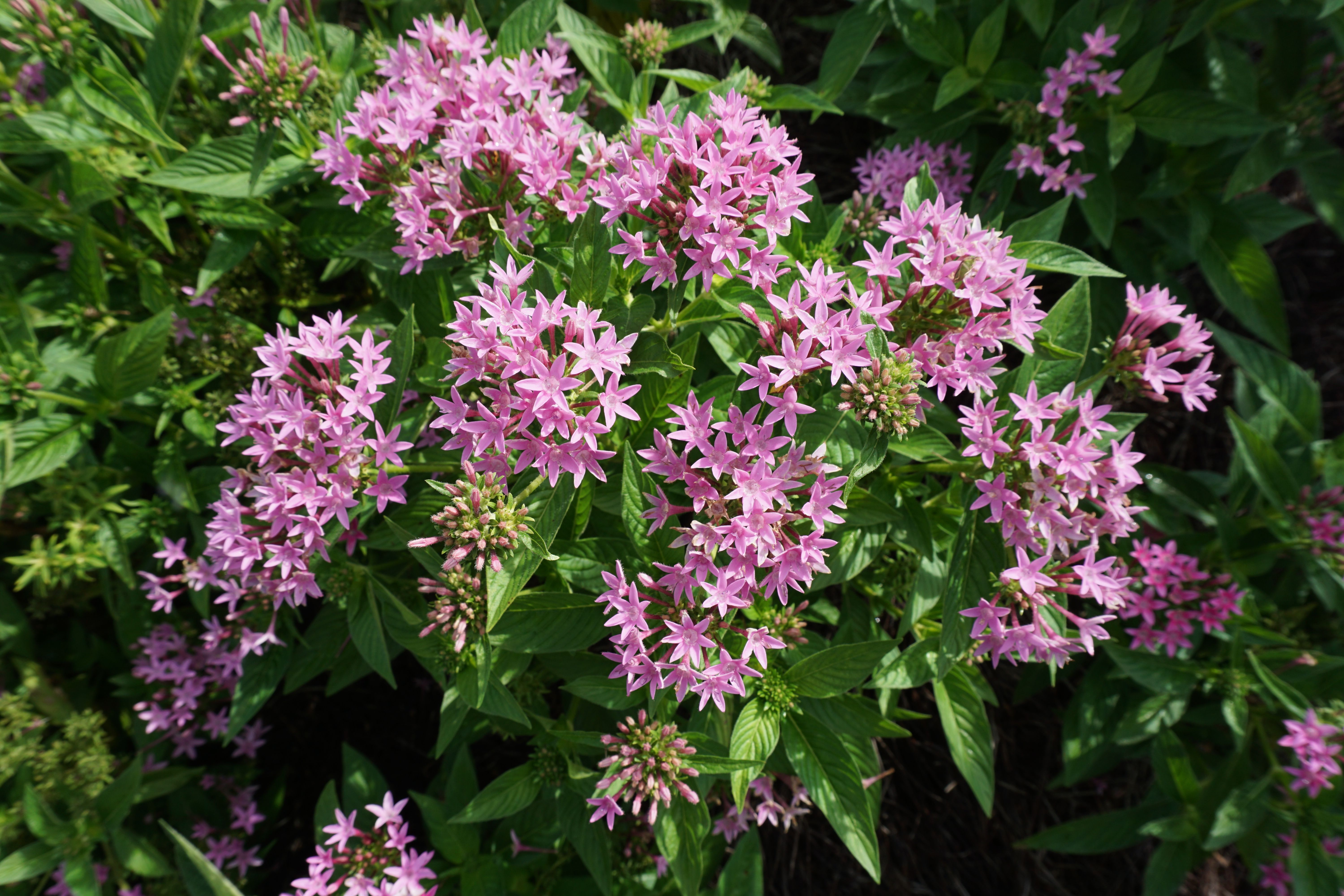 Lucky Star pentas named Louisiana Super Plant 